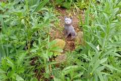 Evelyne Monier - Rendez-vous-aux-jardins