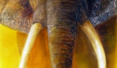 Fairouze-Elephant-Afrique