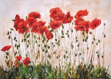 2005-Coquelicots
