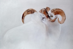 Mouflons - huile sur toile