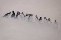 Macareux - huile sur toile