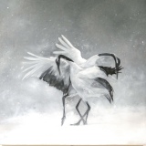 Danse des oiseaux - huile sur toile